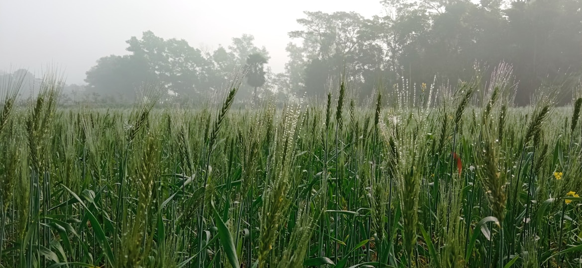 Lush green fields with agribusiness workers tending to crops in the early morning light.