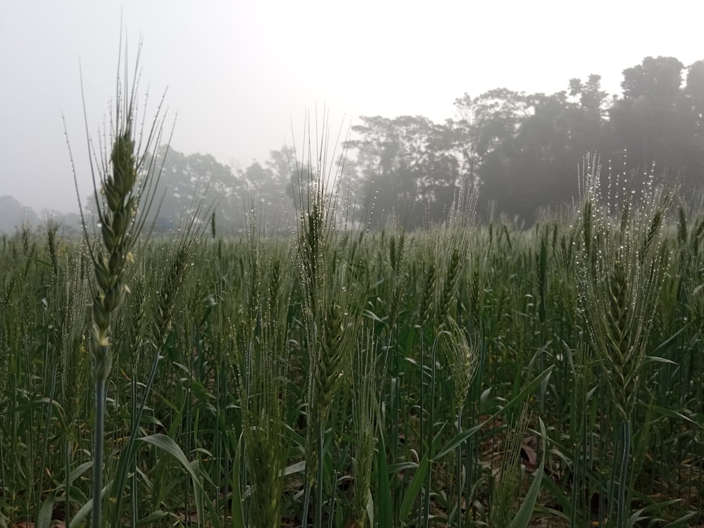 a field of tall grass with trees in the background