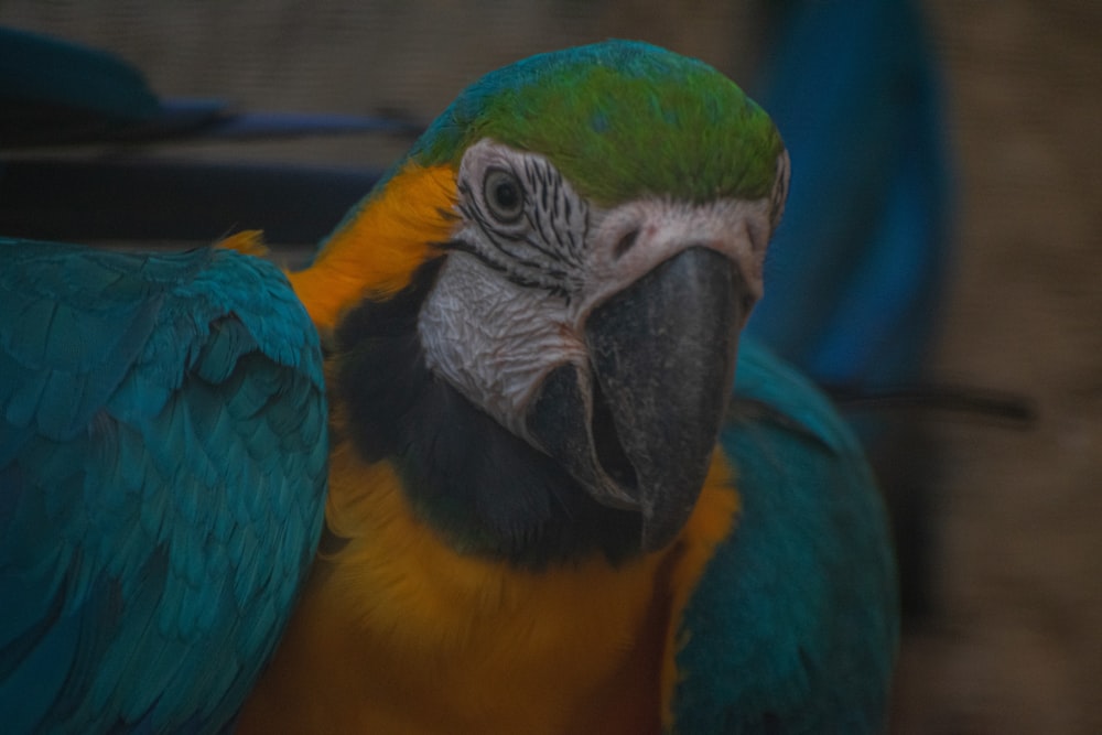 a close up of a blue and yellow parrot