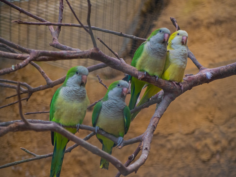 Un grupo de pájaros sentados en la cima de la rama de un árbol
