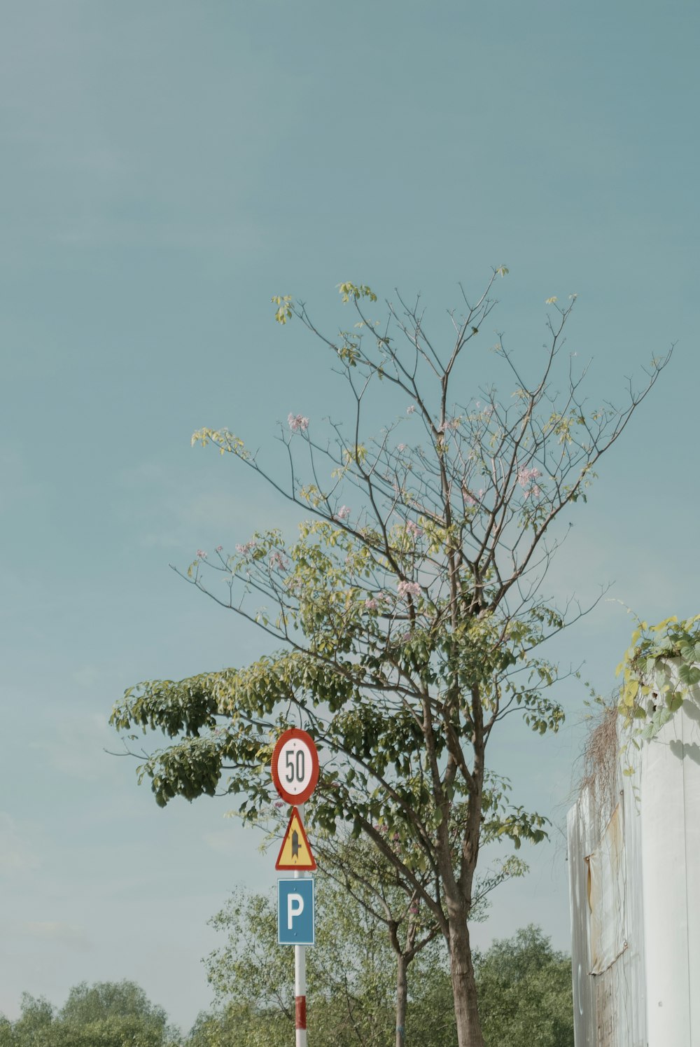 ein Straßenschild neben einem Baum am Straßenrand