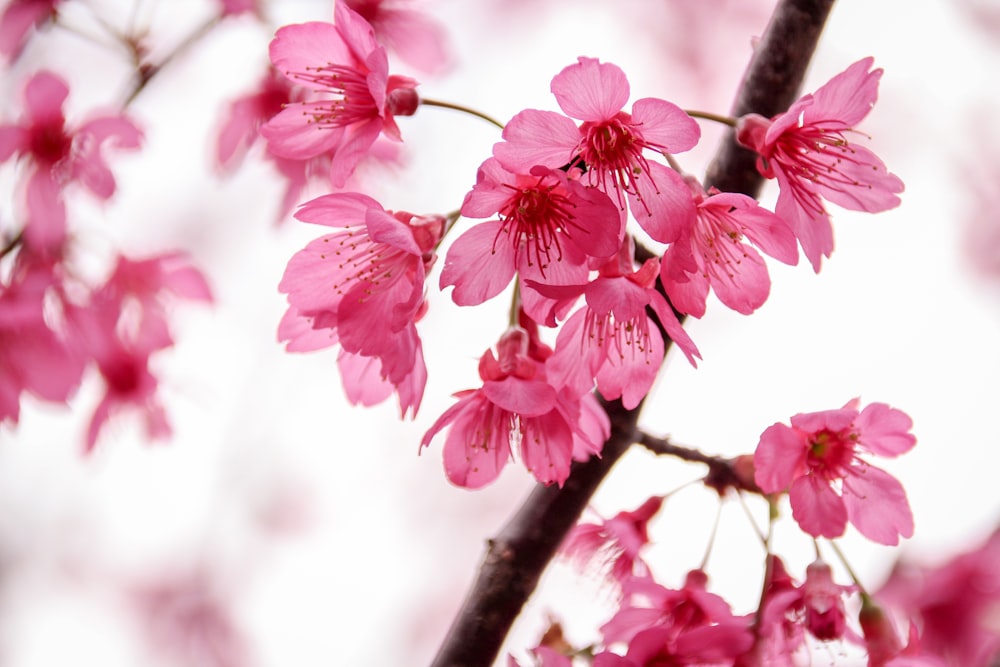 a branch of a tree with pink flowers