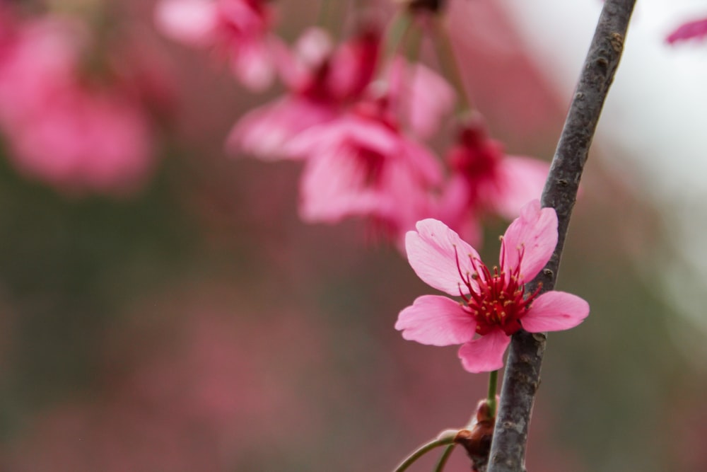 a close up of a pink flower on a tree branch