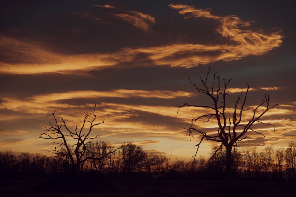 a tree is silhouetted against a cloudy sky