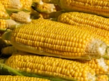 Multiple ears of ripe yellow corn with husks partially peeled back are stacked closely together. The kernels are plump and shiny, indicating freshness.