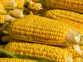 Multiple ears of ripe yellow corn with husks partially peeled back are stacked closely together. The kernels are plump and shiny, indicating freshness.