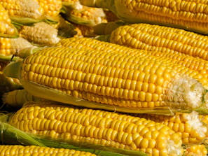 Close-up of golden maize corn cobs freshly harvested and stacked neatly