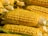 Multiple ears of ripe yellow corn with husks partially peeled back are stacked closely together. The kernels are plump and shiny, indicating freshness.