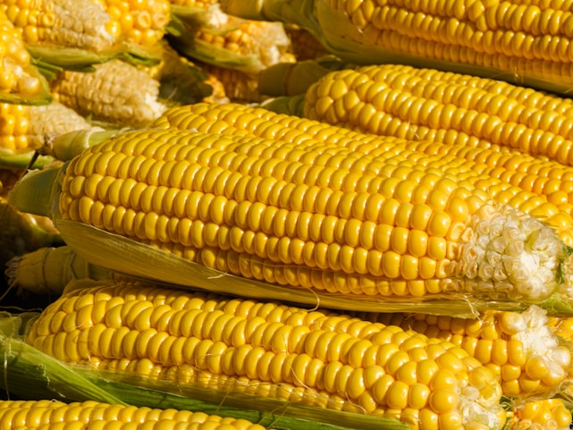 Multiple ears of ripe yellow corn with husks partially peeled back are stacked closely together. The kernels are plump and shiny, indicating freshness.