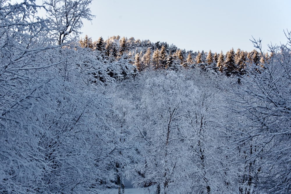 a snow covered forest with trees and a hill in the background