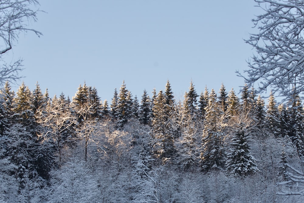 a forest covered in snow with lots of trees