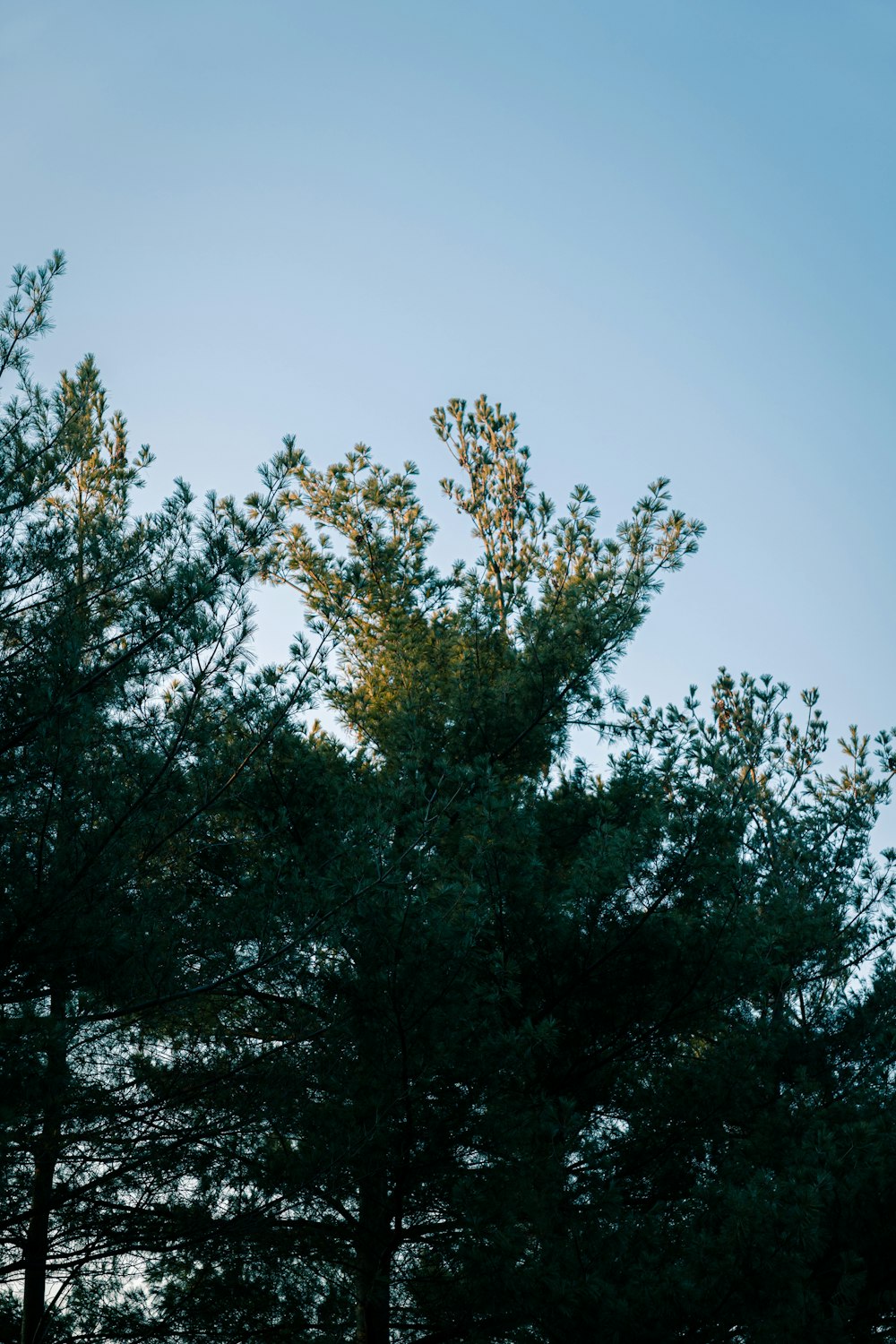 a couple of trees that are next to each other