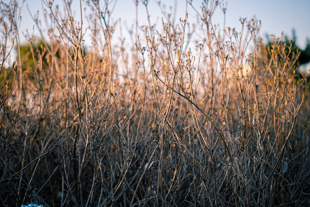 a field of tall grass with no leaves on it
