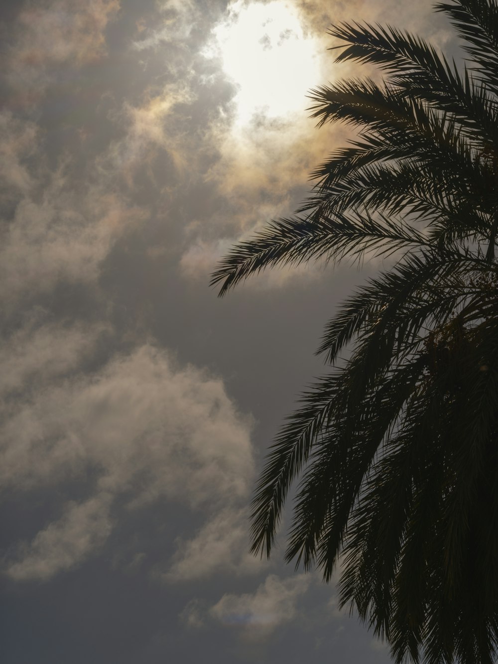 the sun is shining through the clouds behind a palm tree