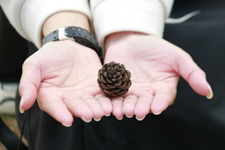 a person holding a pine cone in their hands