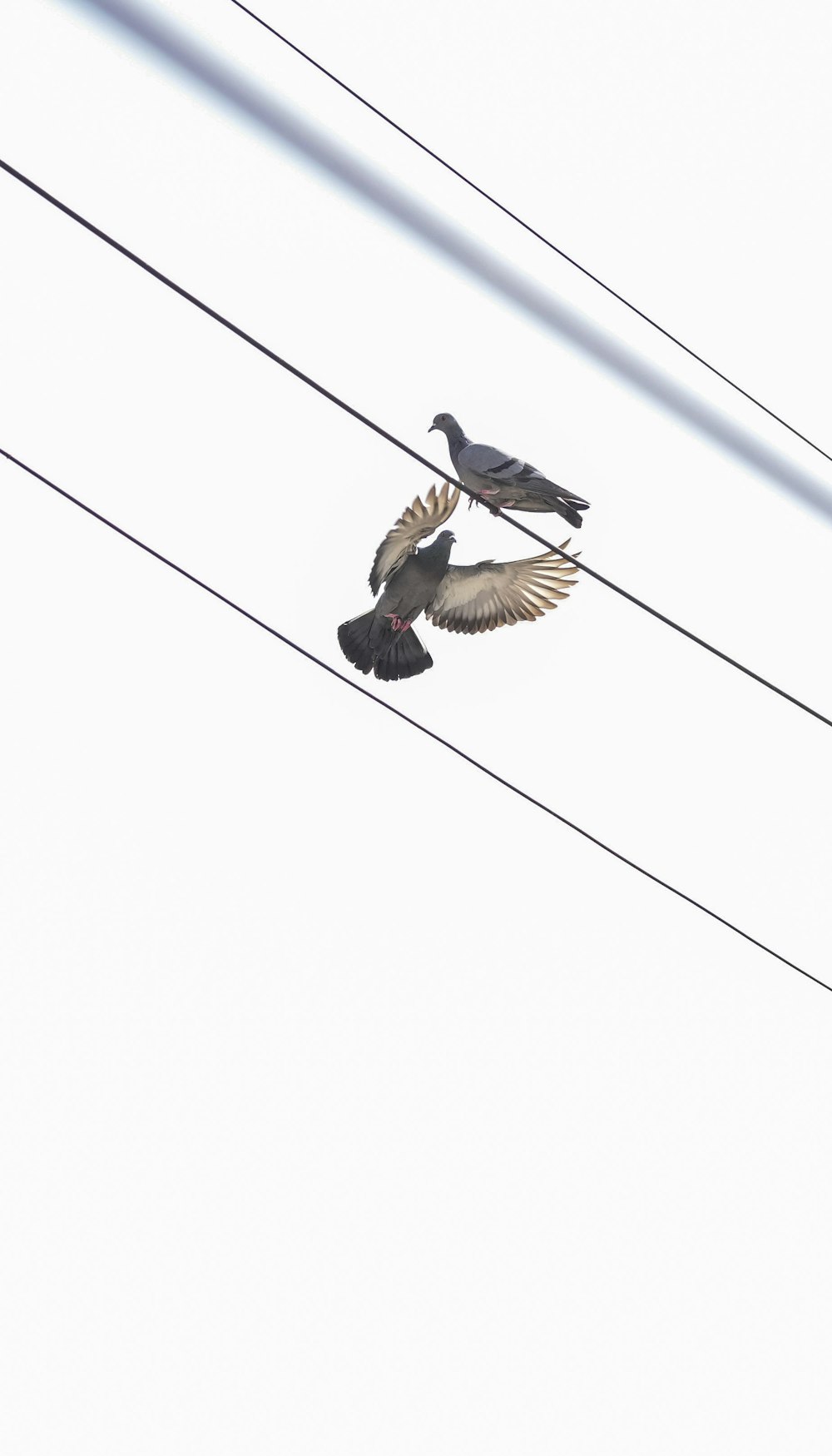 two birds are sitting on a power line