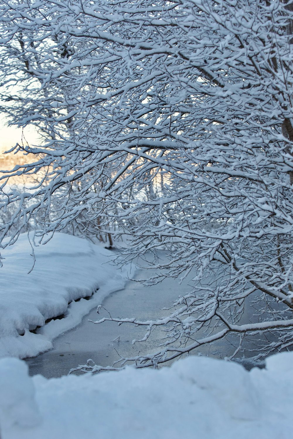 a snow covered path next to a tree