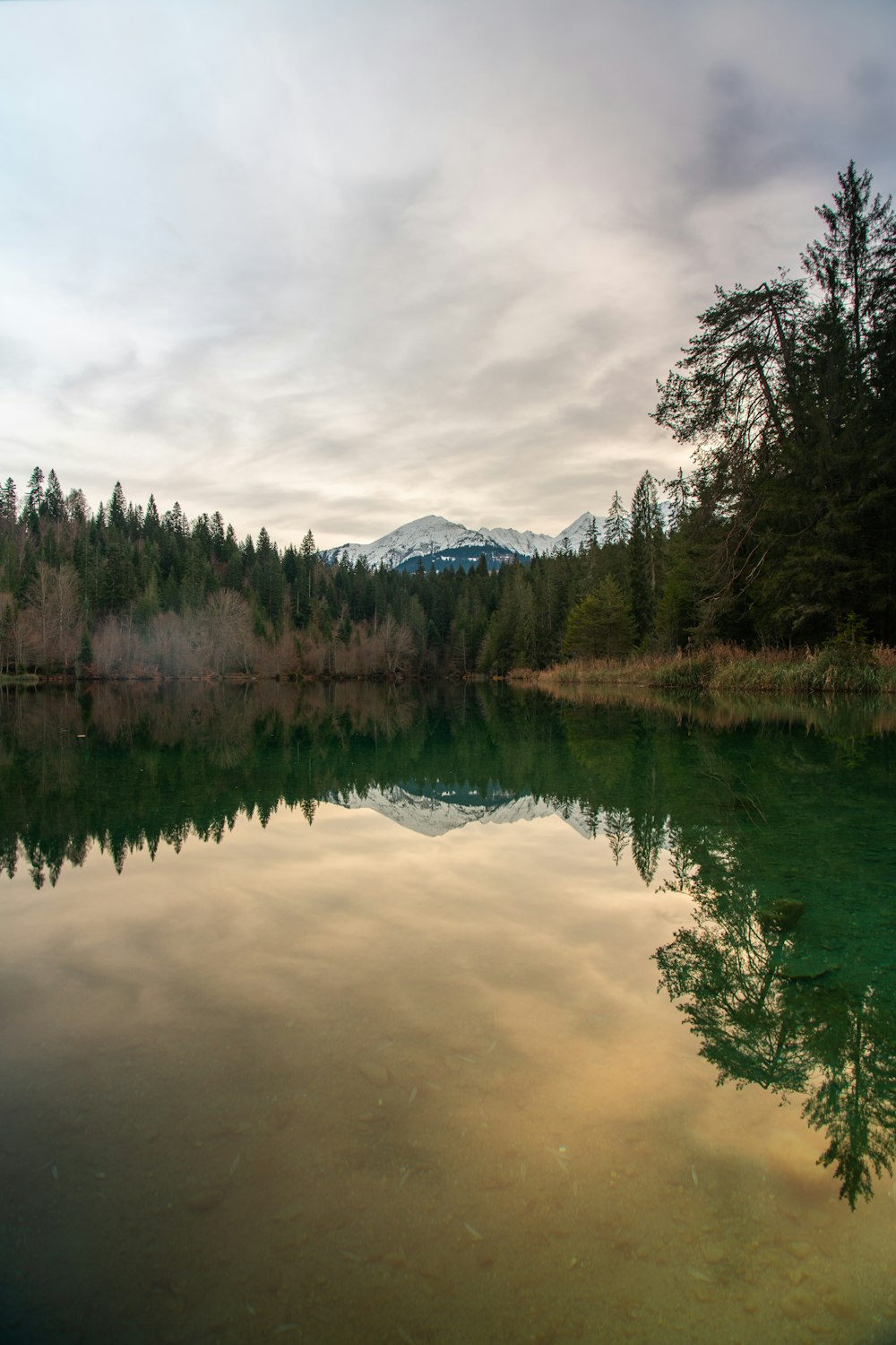 a body of water surrounded by a forest