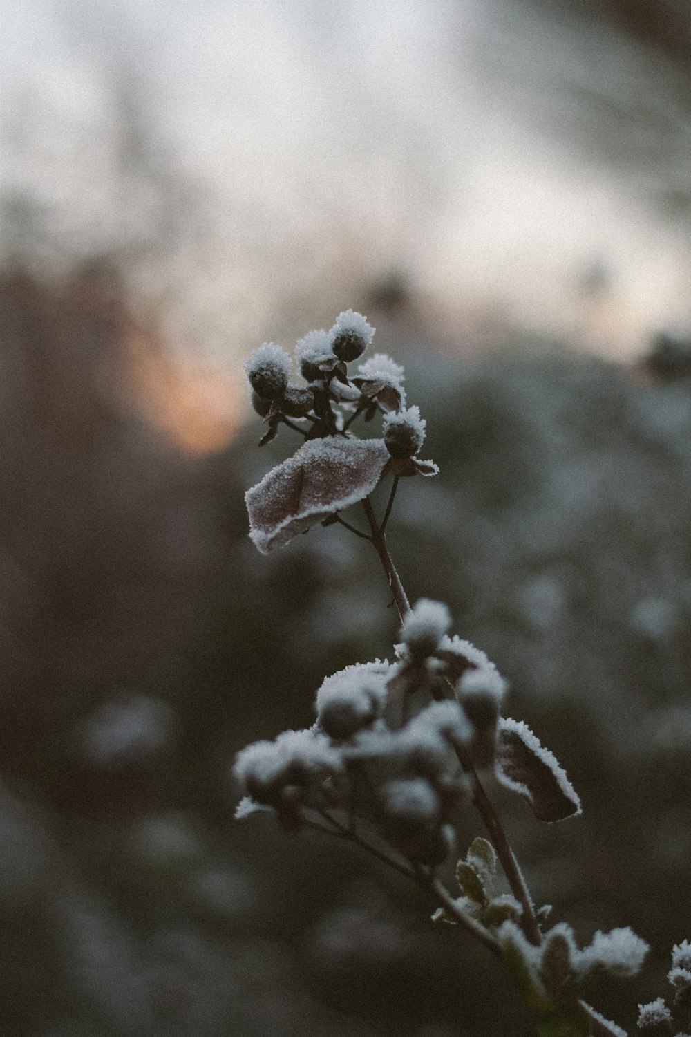 a close up of a plant with snow on it