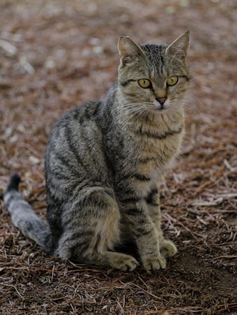 貓咪關節炎：為什麼常被忽略？徵兆辨識、疼痛管理與環境調整