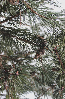 Close-up view of evergreen pine branches with needles and several pine cones. The image captures the natural texture and density of the pine needles, with some snow visible on the branches.