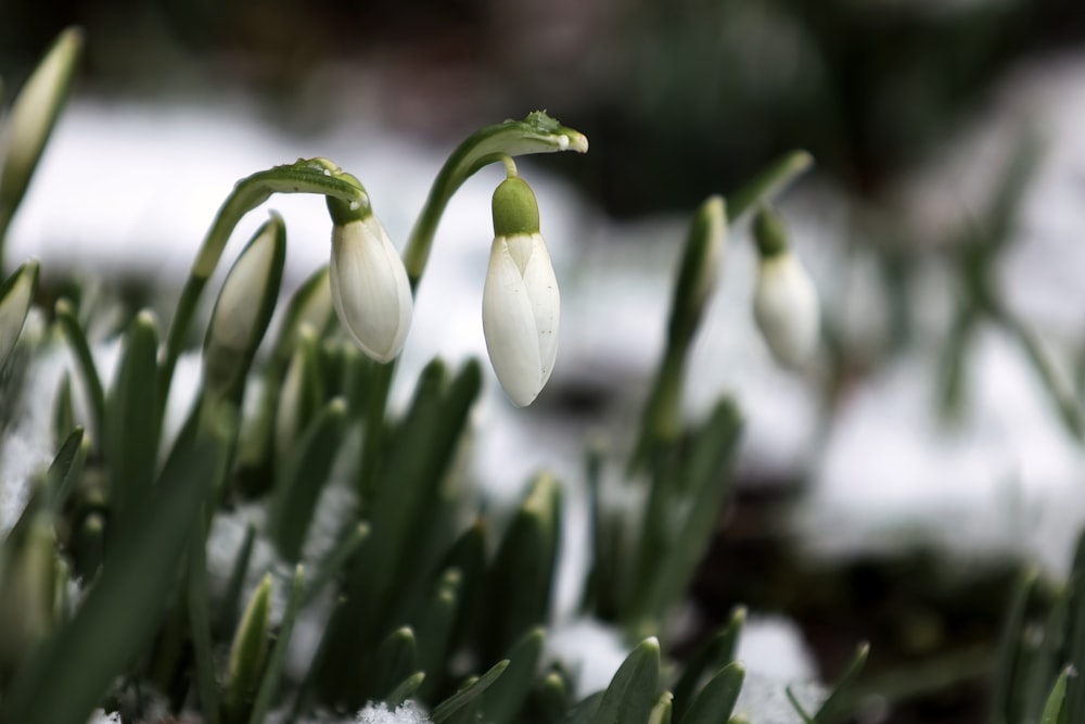 a group of snowdrops that are in the snow