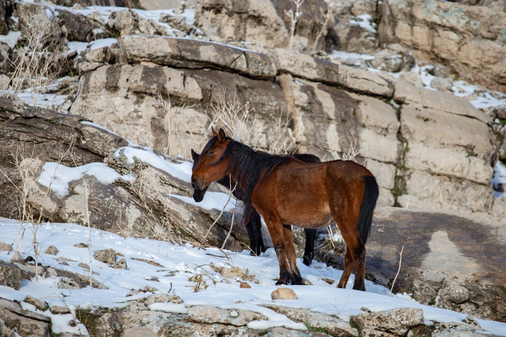 a brown horse standing on top of a snow covered hillside