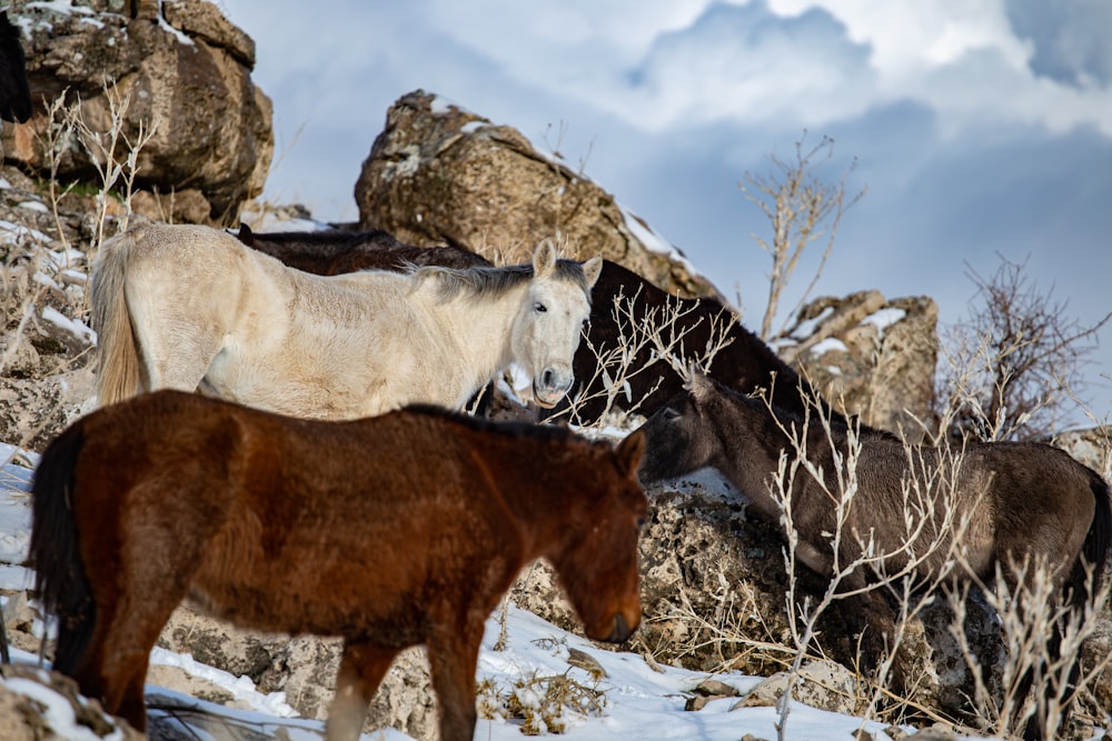 a group of horses standing on top of a snow covered hillside