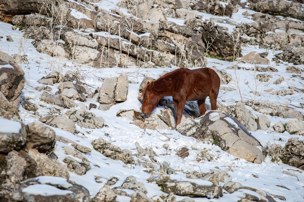 a brown horse standing on top of a snow covered hillside