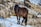 A dark brown horse stands on a snow-covered area amidst rocky terrain and sparse dried vegetation. The horse's mane is long and black, and its body is sleek and muscular. The rocks in the background have a rough texture with patches of snow.