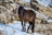 A dark brown horse stands on a snow-covered area amidst rocky terrain and sparse dried vegetation. The horse's mane is long and black, and its body is sleek and muscular. The rocks in the background have a rough texture with patches of snow.