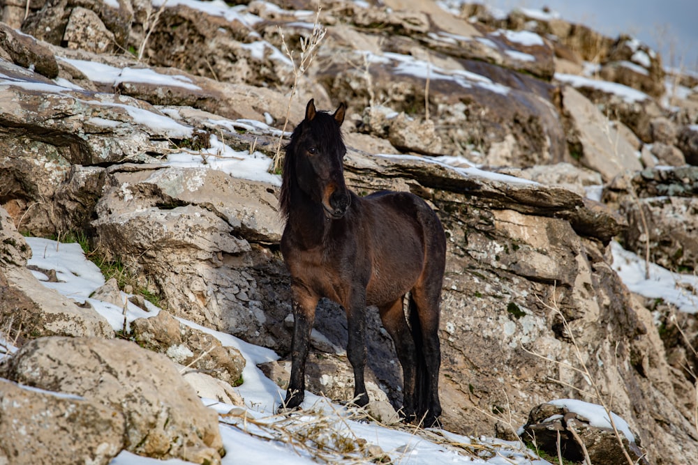 a brown horse standing on top of a snow covered hillside