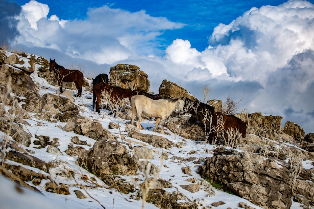 a group of horses standing on top of a snow covered mountain