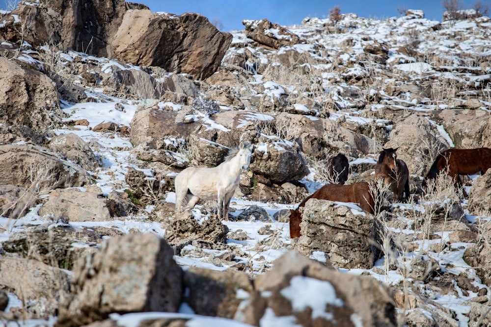 a group of horses standing on top of a rocky hillside
