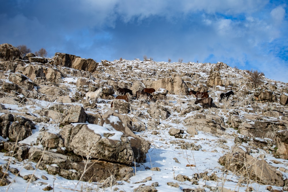 a group of animals standing on top of a snow covered hillside