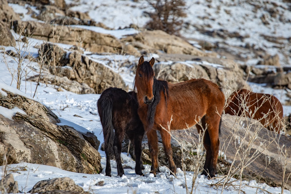a group of horses standing on top of a snow covered hillside