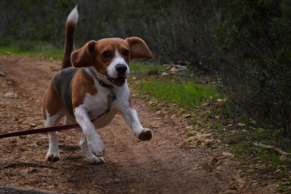 a dog running down a dirt road with a leash