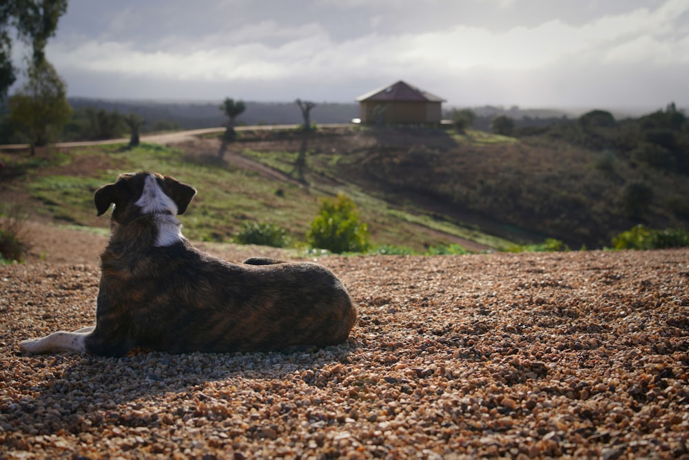 a dog is sitting on the ground in the sun