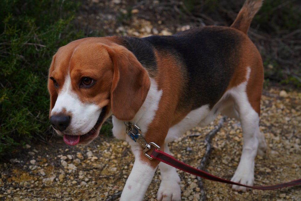 a brown and white dog standing on top of a dirt field