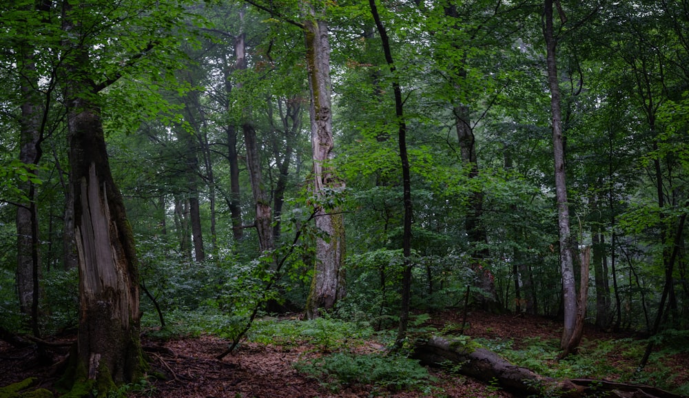 a forest filled with lots of green trees