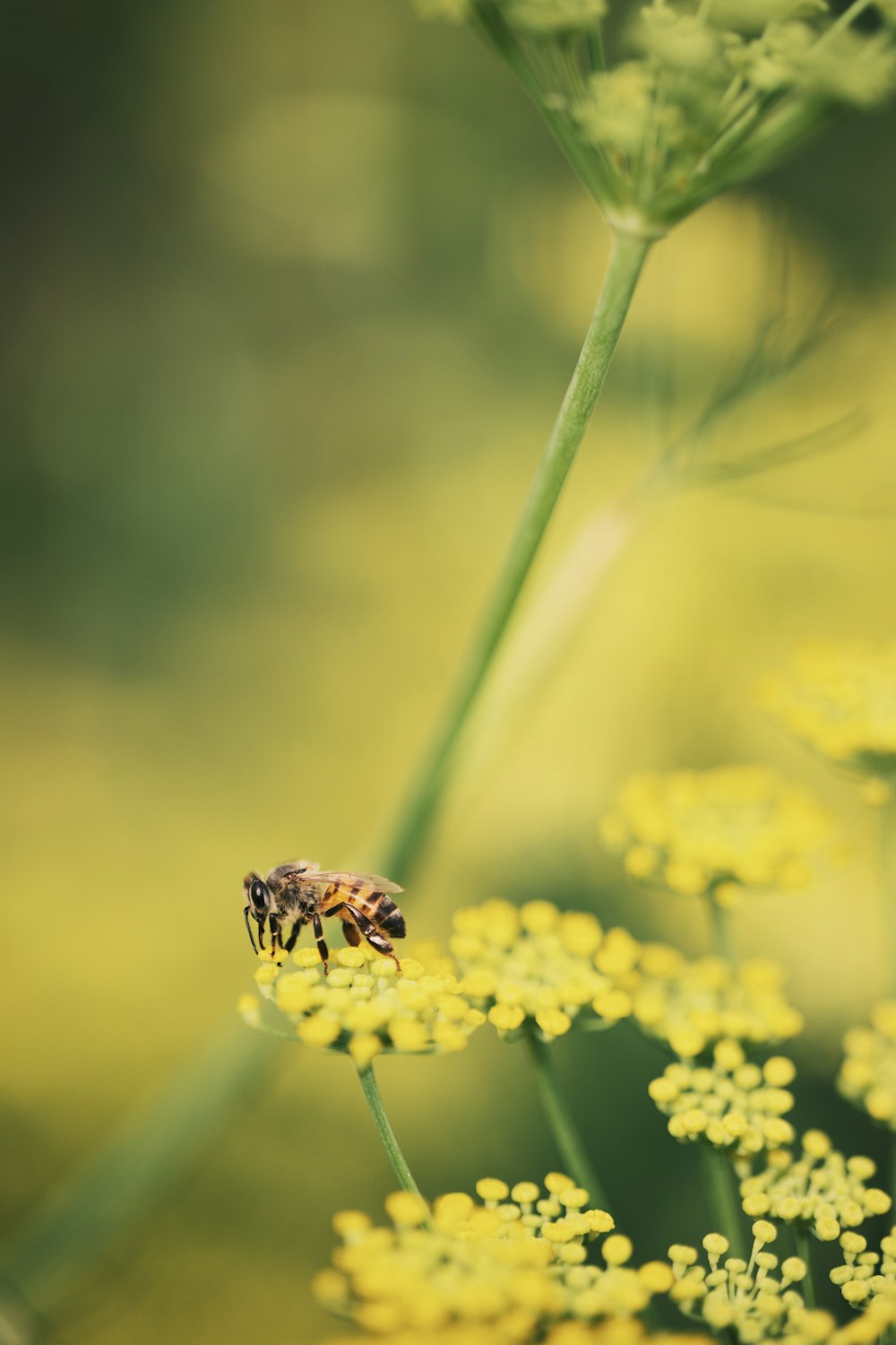 a bee sitting on top of a yellow flower