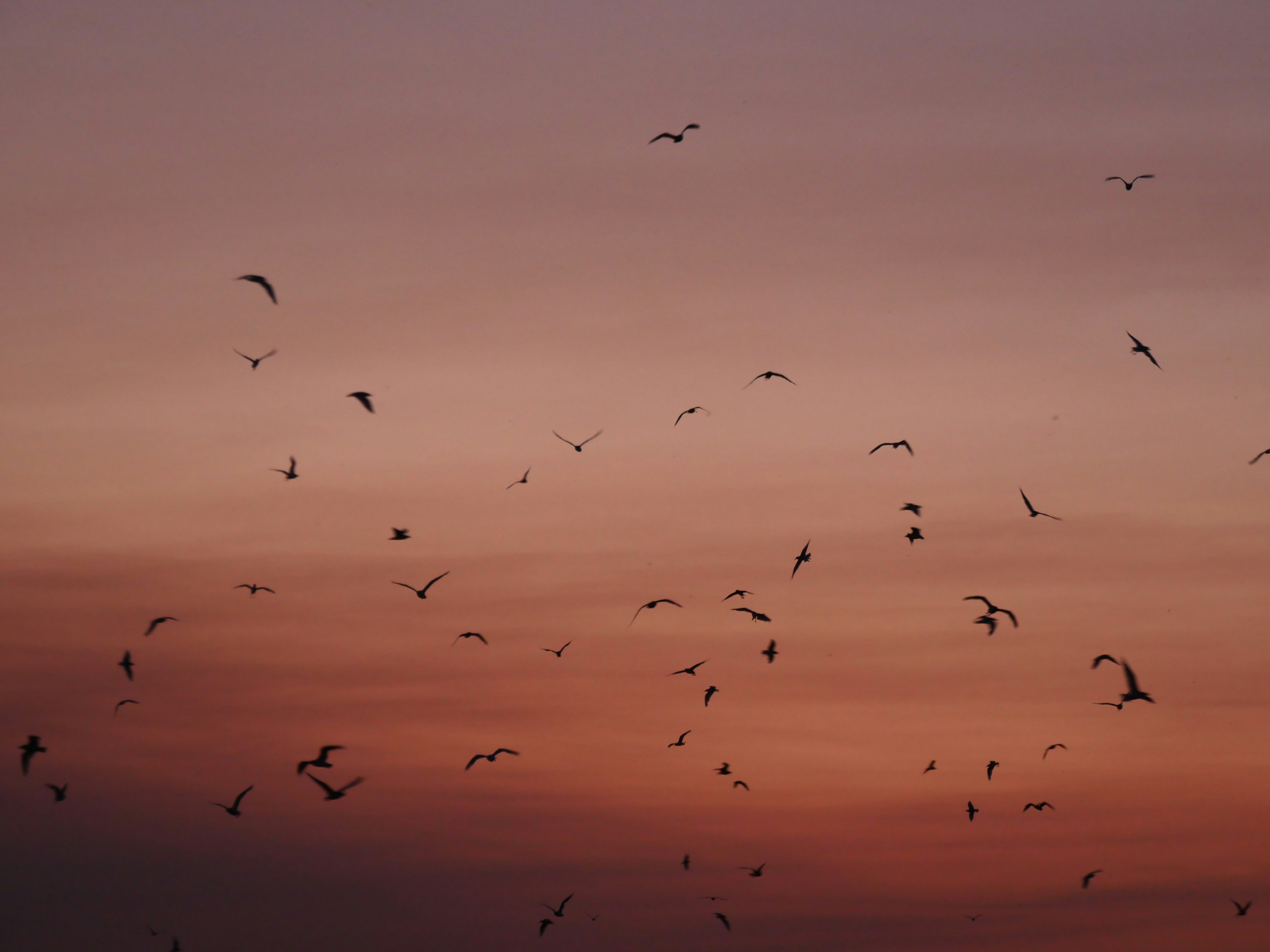 Photo by nimbus_vulpis