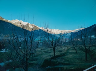 a view of a mountain range with trees in the foreground