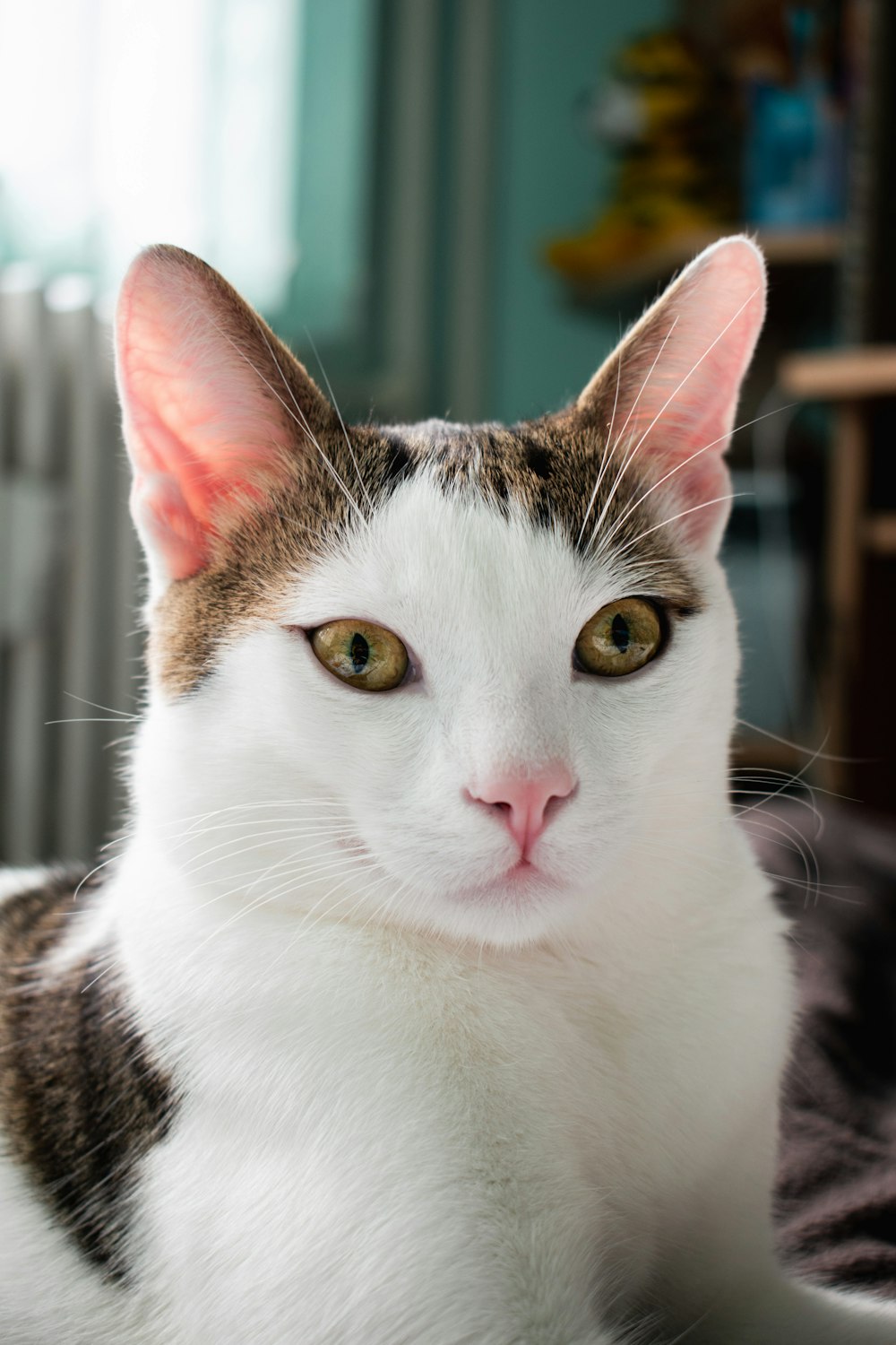 a close up of a cat laying on a bed