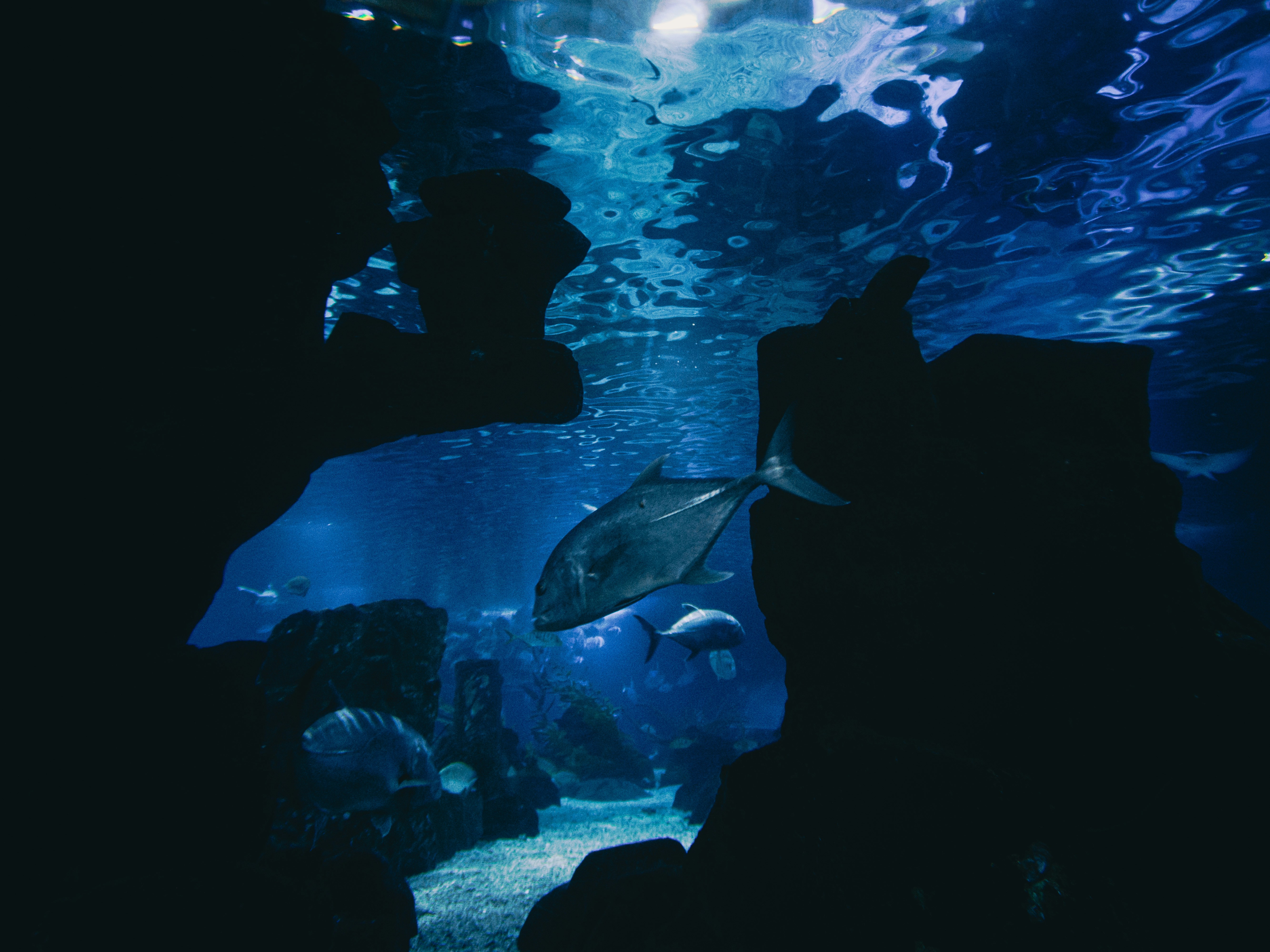 рыба плавает в воде в аквариуме