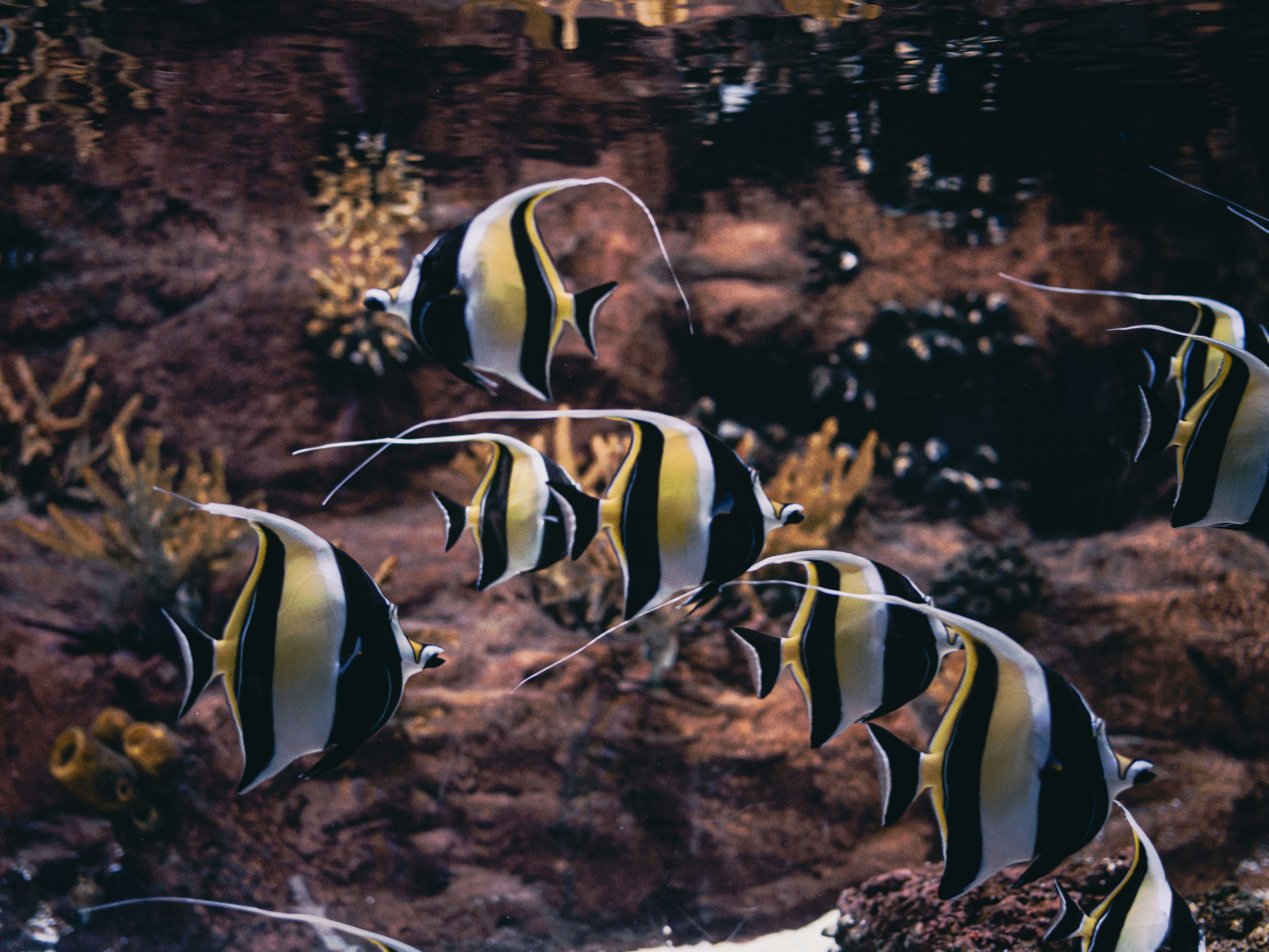 a group of black and white fish swimming in an aquarium