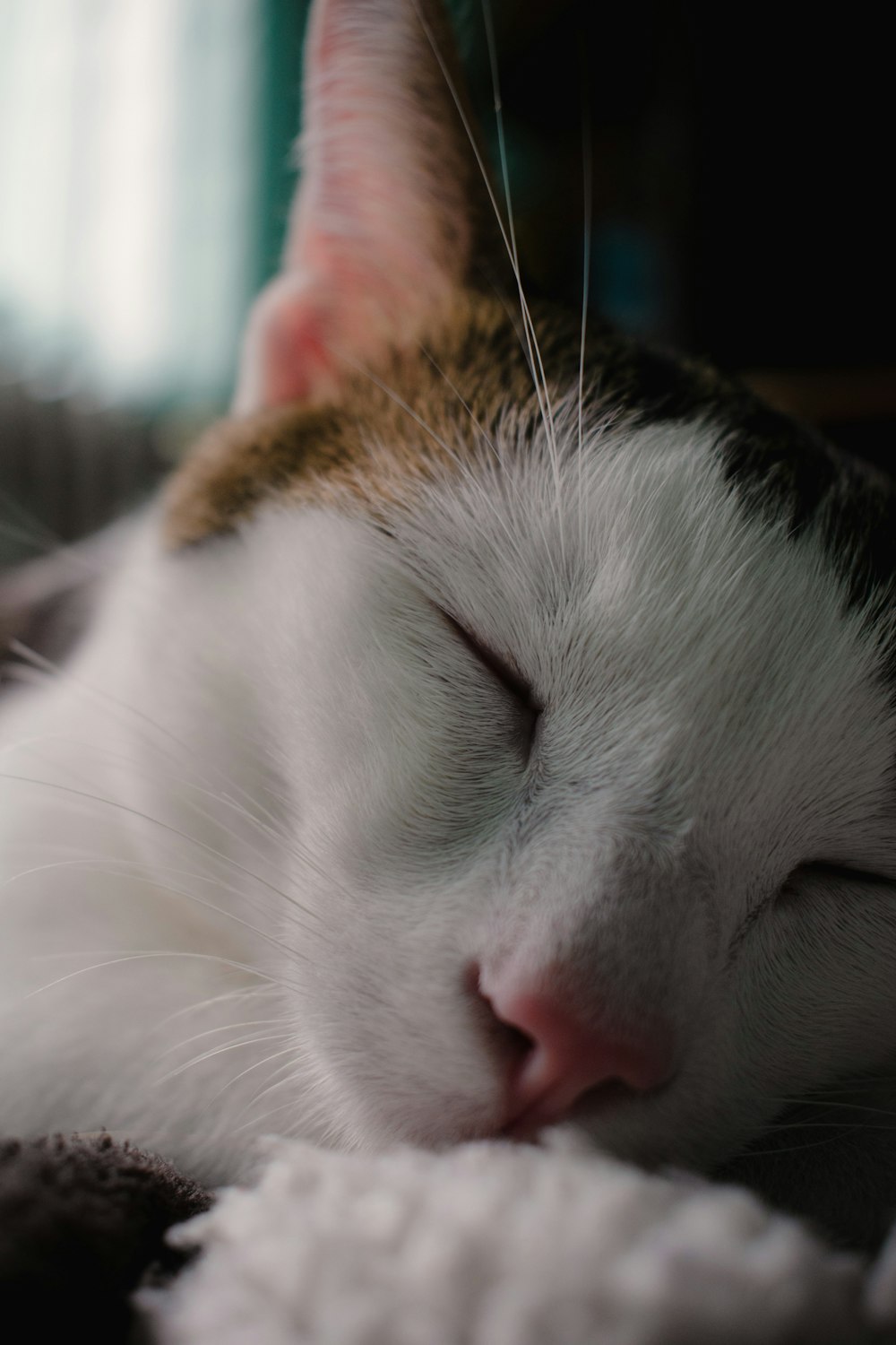 a close up of a cat sleeping on a blanket