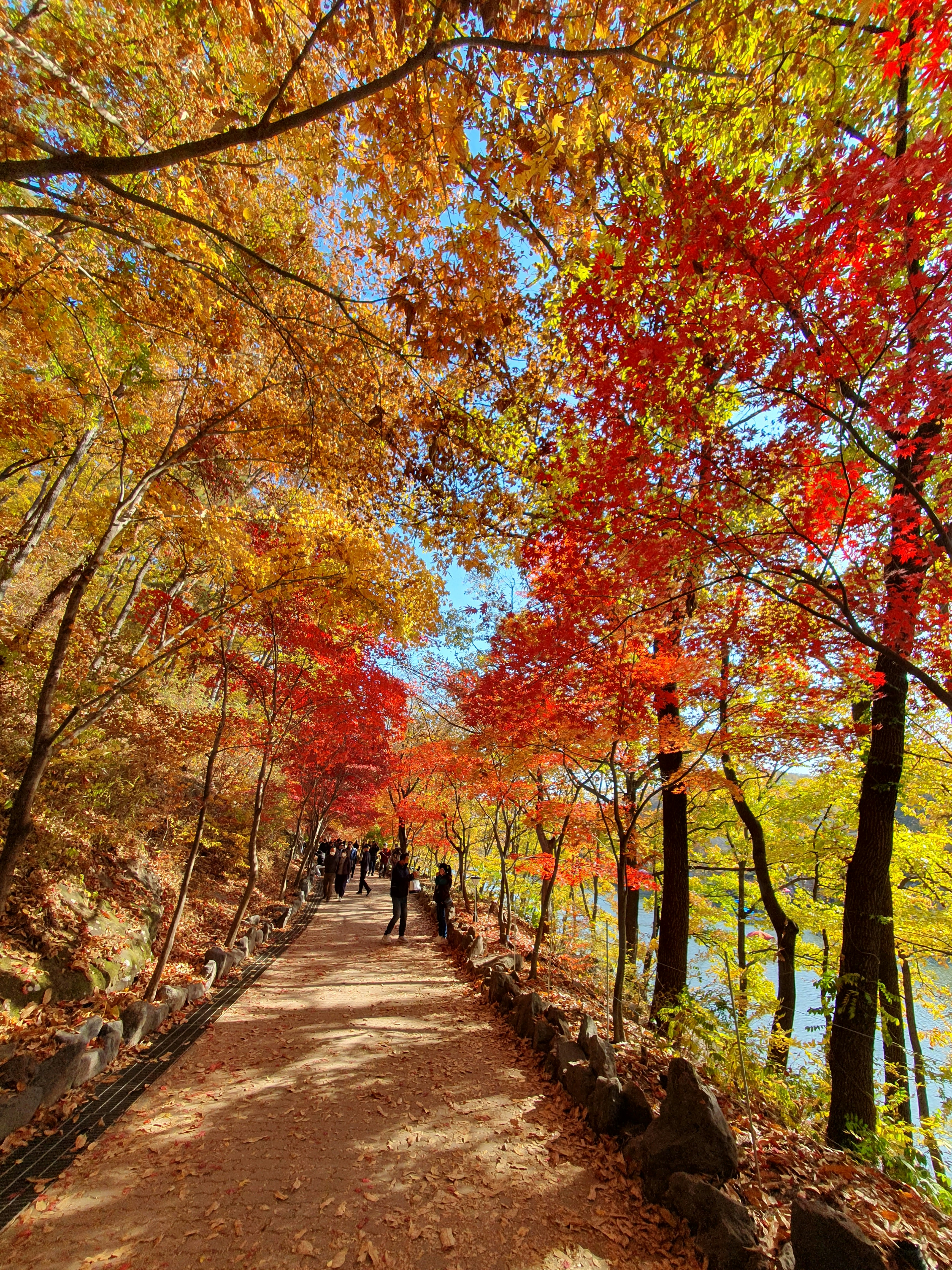 people walking down a path lined with trees