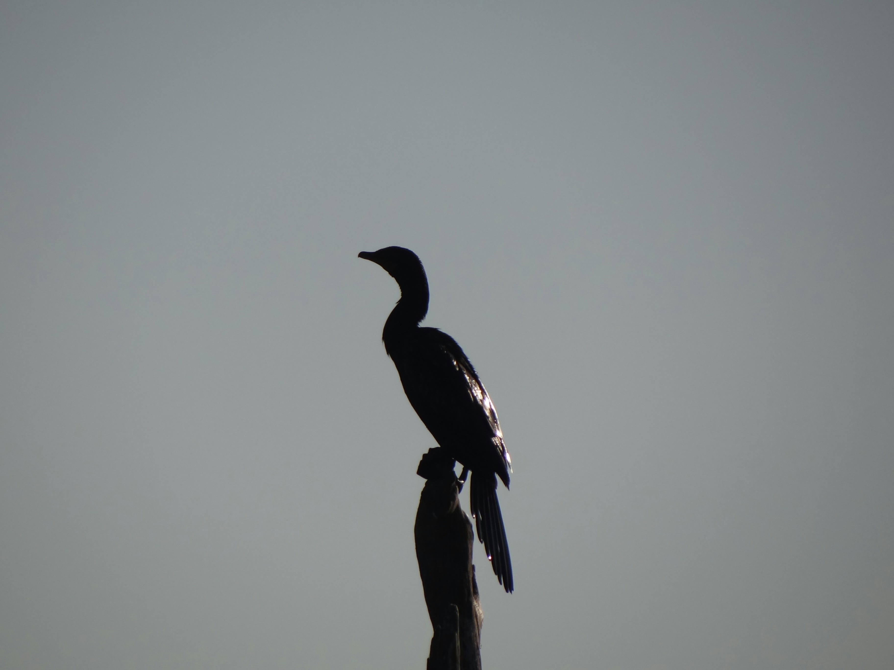 Photo by procheta_neogi