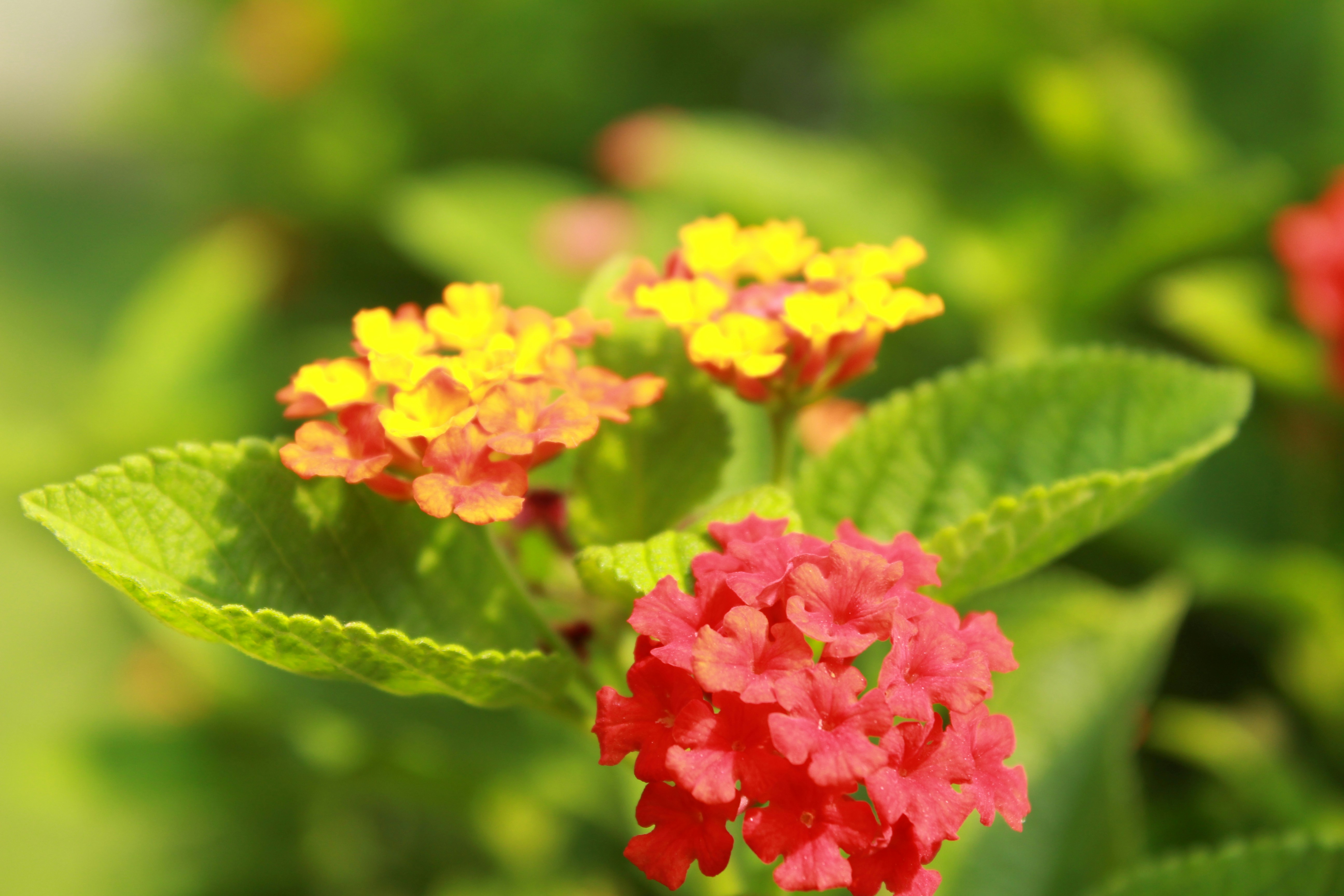 Photo by procheta_neogi